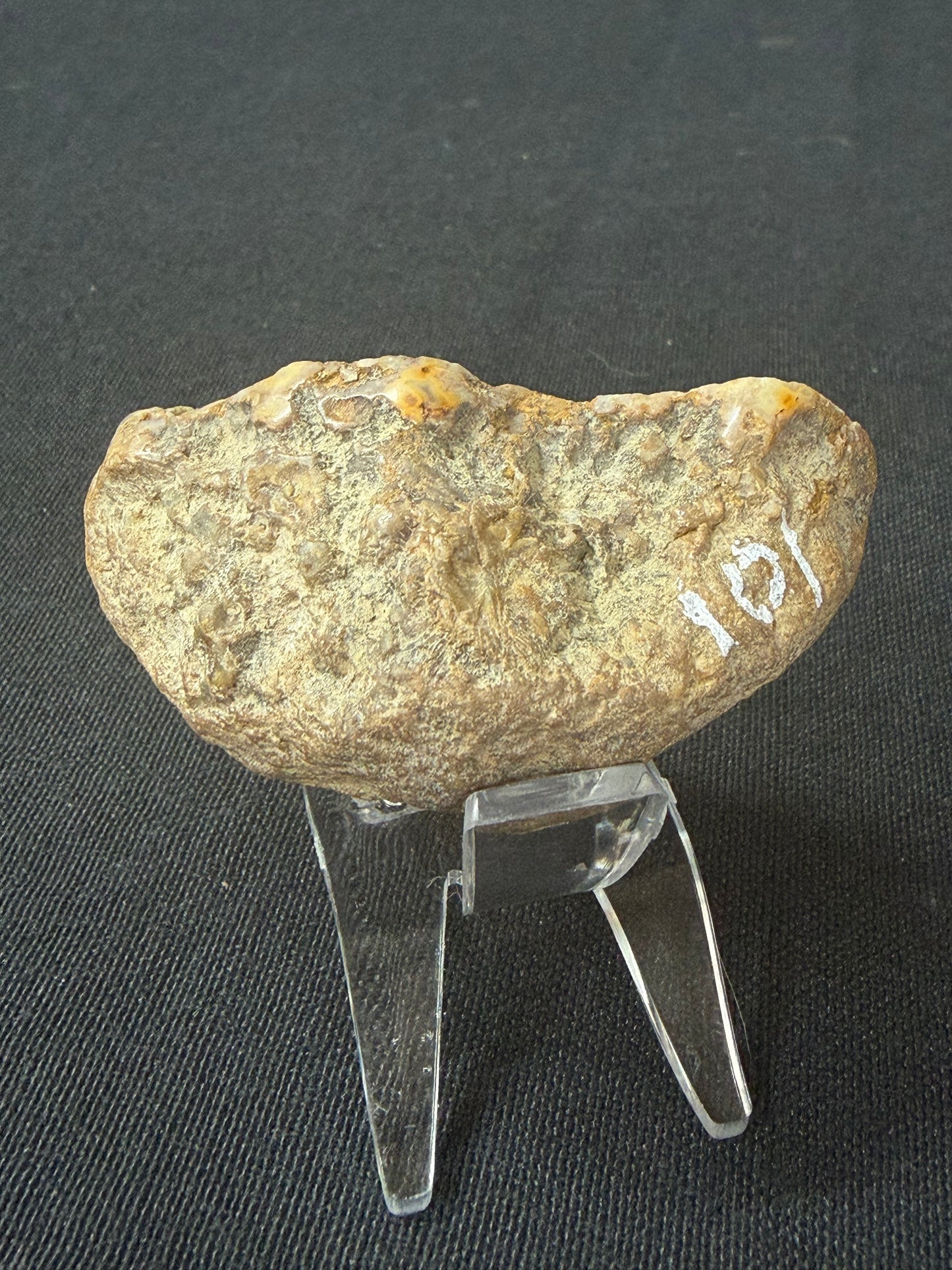 “Blues baby” Kentucky agate