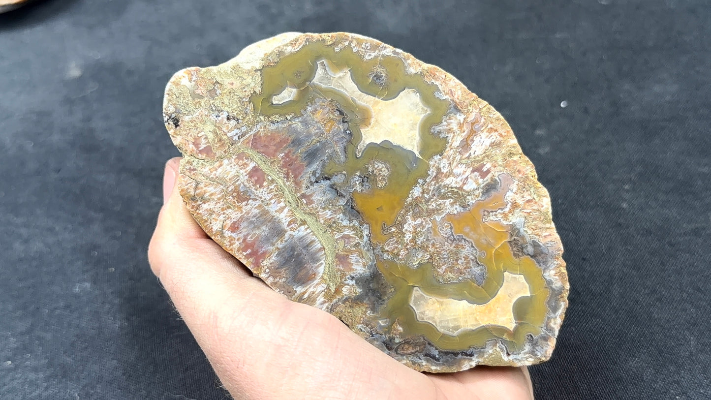 Yellow and greenish Kentucky Agate