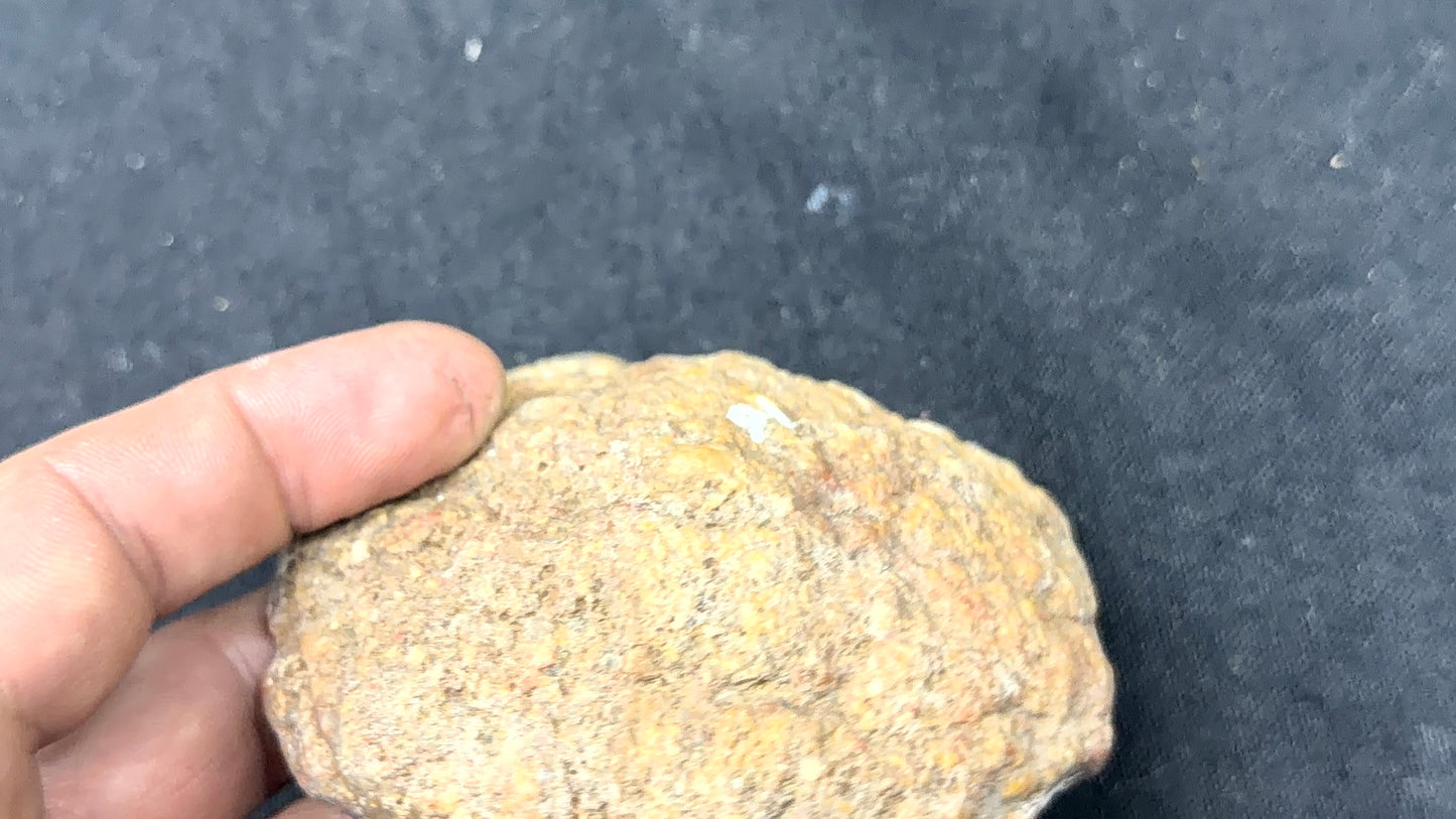 Yellow Kentucky Agate and Glauconite