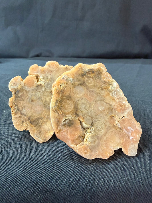 Polished KY Coral Colony